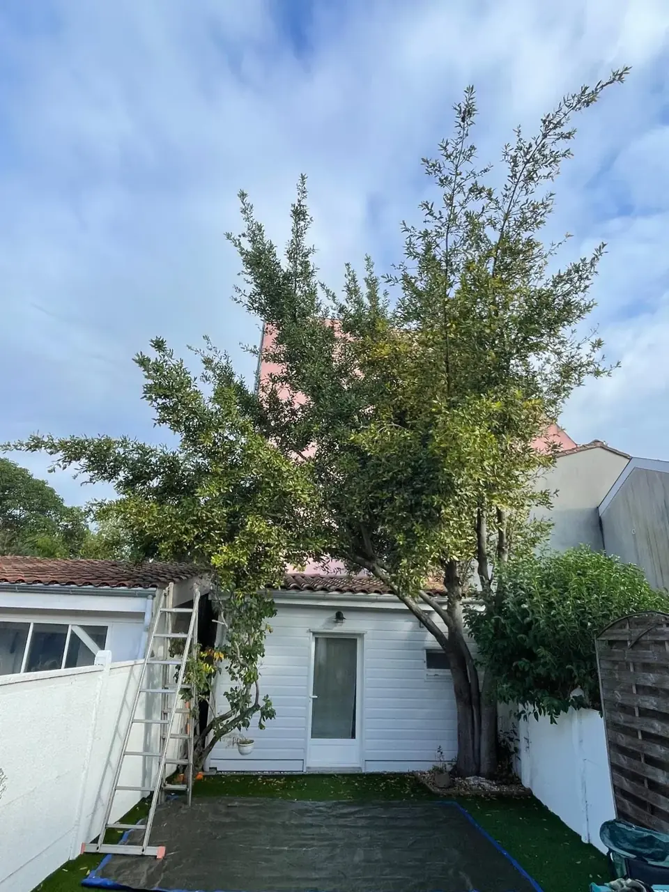 Un arbre taillé — avant les travaux