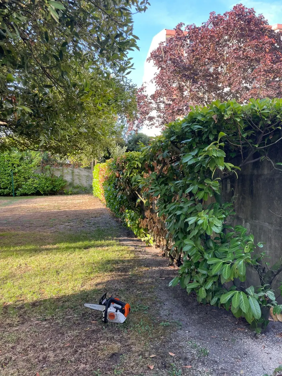 Retrait d’une haie — avant les travaux