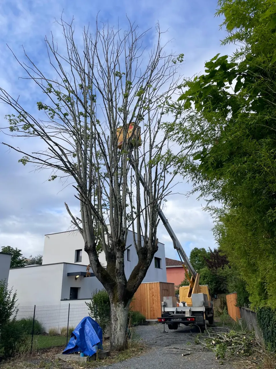 Abattage d’un arbre — avant les travaux