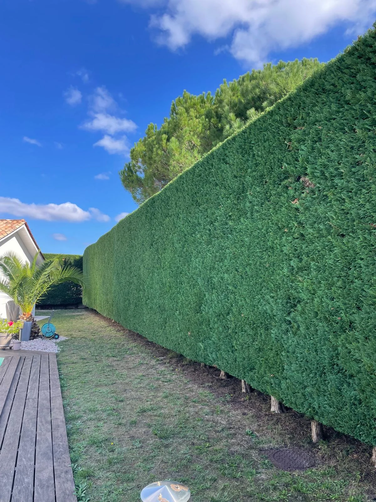 Haie soigneusement taillée dans un jardin